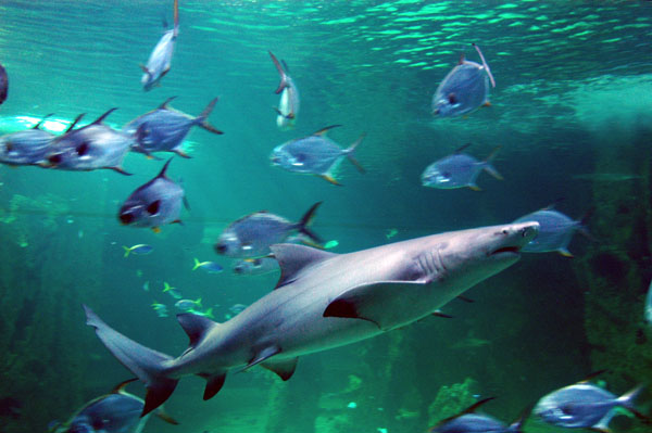 Reef Theater, Sydney Aquarium