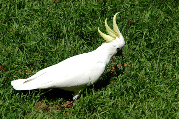 Sulpher Crested Cockatoo, Sydney Domain