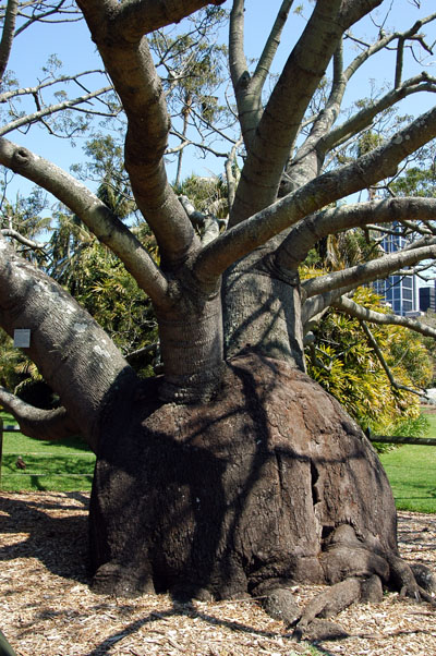 Queensland barreltree