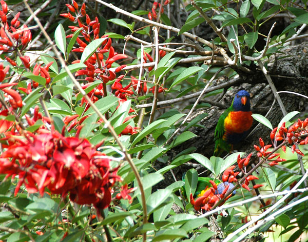 Rainbow Lorikeet, in a tree next to the stairs from Cumberland St to the Sydney Harbour Bridge