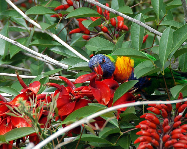 Rainbow Lorikeet, Sydney