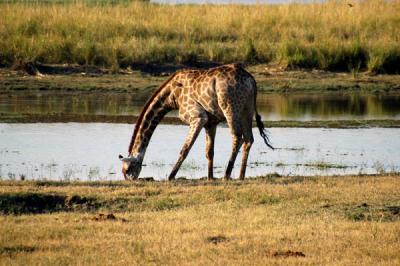 Giraffe drinking from the Chobe River