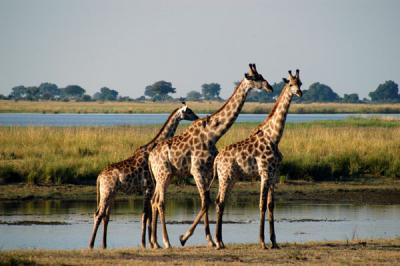 Giraffes, Chobe National Park