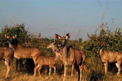 Herd of Greater Kudu does and young