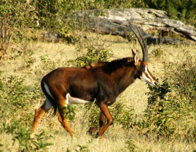 Sable Antelope, Chobe National Park