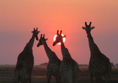 Of all our sundowners in Africa, this was the best