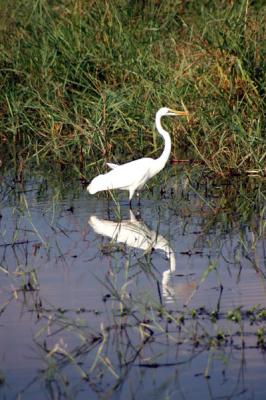 Great Egret,   Chobe, Botswana