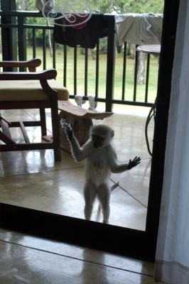 Naughty monkey on the balcony