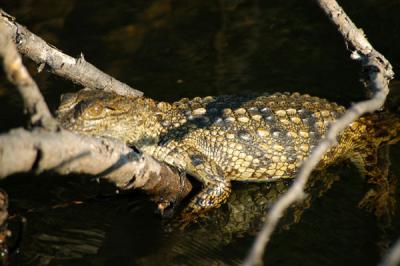 Baby crocodile on the Zambezi River Safari