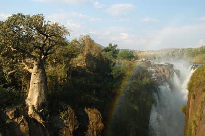 A huge Baobab on the Angolan side of Epupa Falls