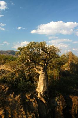 Angolan Baobab