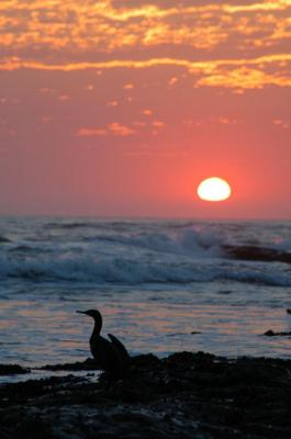 Sea bird at sunset