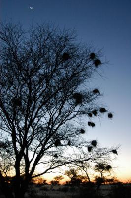Tree with nests at dawn