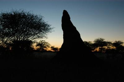 Termite mound at dawn