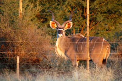 Large male kudu behind a game fence along the main road