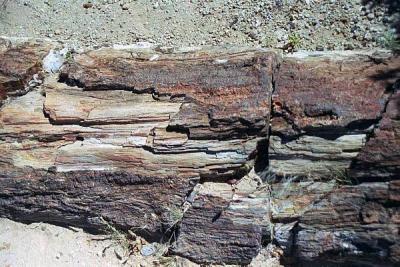 Petrified Forest, Damaraland