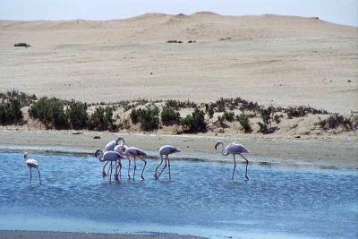 Flamingos, Walvis Bay Lagoon