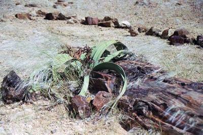 Welwitschia, Damaraland