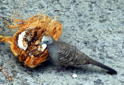 Zebra Dove, Mah Island, Seychelles