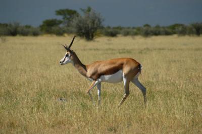 Springbok, the most common species in Etosha National Park