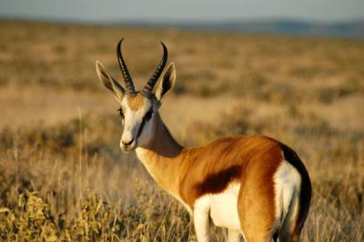 Springbok, Etosha