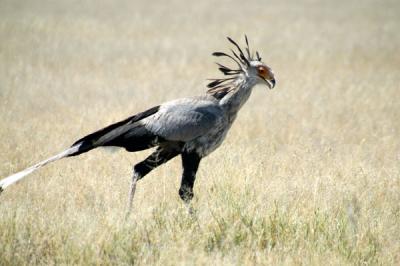 Secretary bird