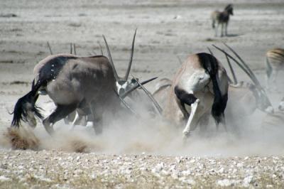 Gemsbok (Oryx) fighting at the Nebrownii waterhole, Etosha