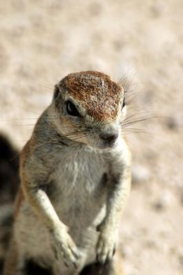 Cape ground squirrel