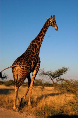 Giraffe near Namutoni