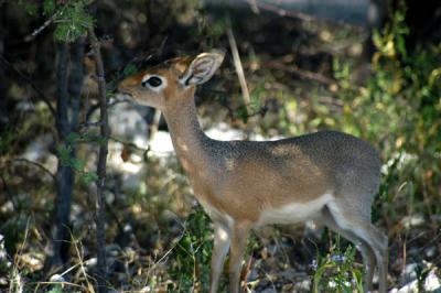 Damara Dik Diks are common along the main road from Namutoni to the Von Lindequist Gate
