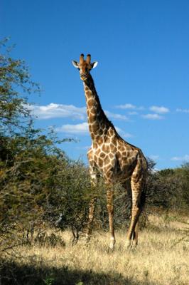 Giraffe