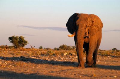 Bull elephant in the evening at Klein Namutoni