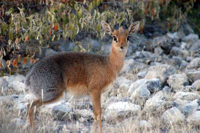 On morning of my 5th and last day at Etosha, I returned to Klein Namutoni