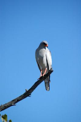 Pale Chanting Goshawk