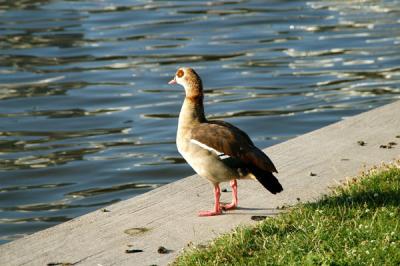 Looks like an Egyptian Goose in Germany
