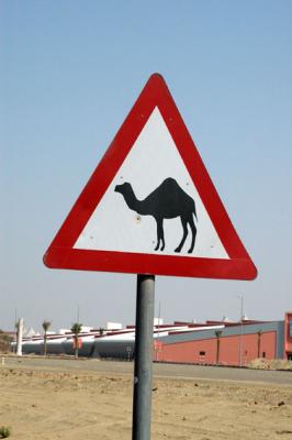 Camel Crossing, Dubai