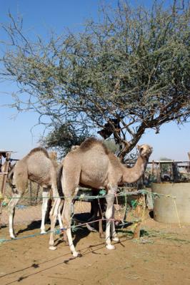 Al Ain Camel Market