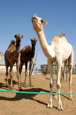 Al Ain Camel Market