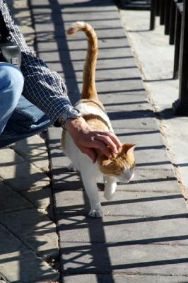Jebel Hafeet kitty