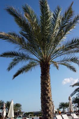 A palm by the pool