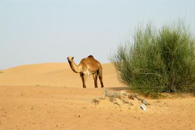 Camel emerging from behind a bush