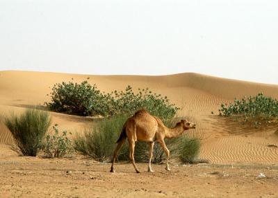 Camel with dunes