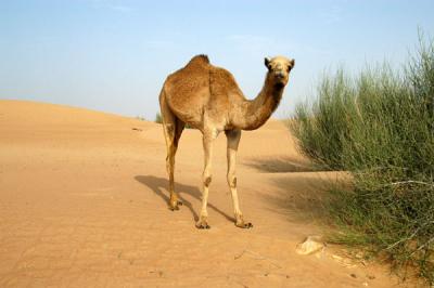 Camel in the desert outside Dubai