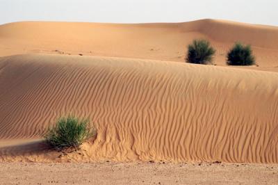 Dubai Desert Conservation Area