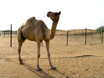 Stop at the camel farm