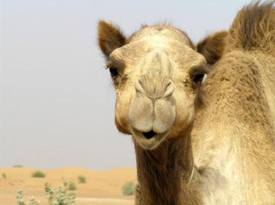 Mom's camel shot