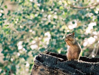Squirrel, Pipespring National Monument
