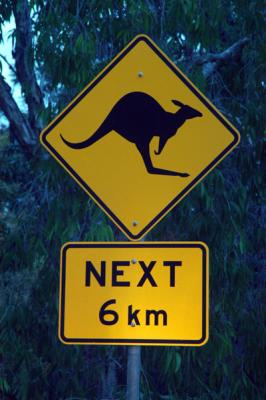 Kangaroo Crossing
