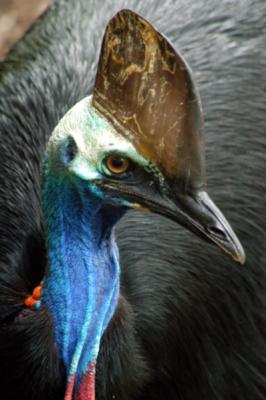 Southern Cassowary