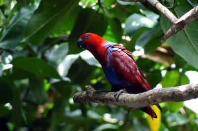 Crimson Rosella